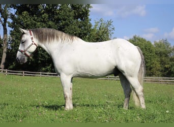 American Quarter Horse, Castrone, 11 Anni, 157 cm, Grigio pezzato