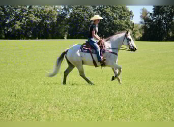 American Quarter Horse, Castrone, 11 Anni, 157 cm, Grigio pezzato