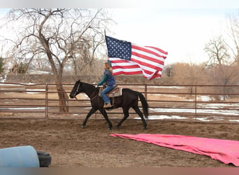 American Quarter Horse, Castrone, 11 Anni, 157 cm, Morello