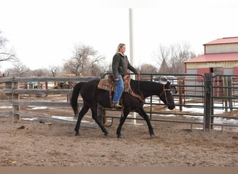 American Quarter Horse, Castrone, 11 Anni, 157 cm, Morello