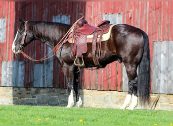 American Quarter Horse, Castrone, 11 Anni, 157 cm, Morello