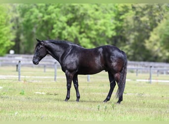 American Quarter Horse, Castrone, 11 Anni, 157 cm, Morello