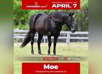 American Quarter Horse, Castrone, 11 Anni, 157 cm, Morello