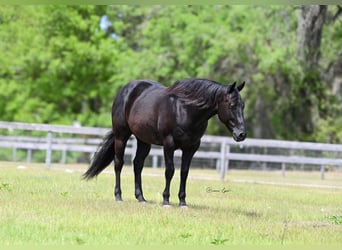 American Quarter Horse, Castrone, 11 Anni, 157 cm, Morello