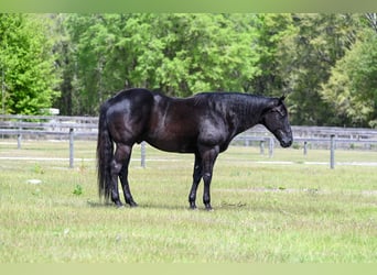 American Quarter Horse, Castrone, 11 Anni, 157 cm, Morello