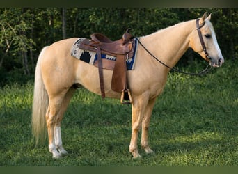 American Quarter Horse, Castrone, 11 Anni, 157 cm, Palomino