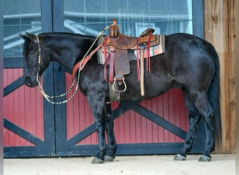American Quarter Horse, Castrone, 11 Anni, 157 cm, Roano blu