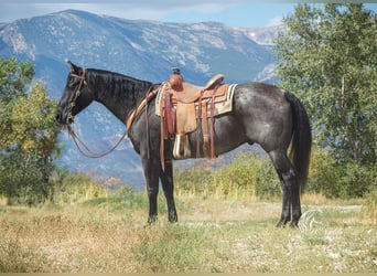 American Quarter Horse, Castrone, 11 Anni, 157 cm, Roano blu