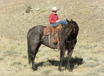 American Quarter Horse, Castrone, 11 Anni, 157 cm, Roano blu