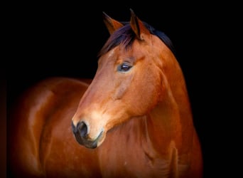 American Quarter Horse, Castrone, 11 Anni, 160 cm, Baio ciliegia