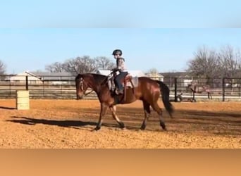 American Quarter Horse, Castrone, 11 Anni, 160 cm, Baio ciliegia