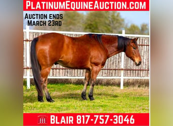 American Quarter Horse, Castrone, 11 Anni, 160 cm, Baio ciliegia