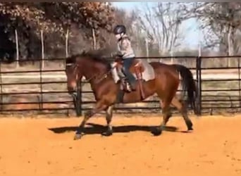 American Quarter Horse, Castrone, 11 Anni, 160 cm, Baio ciliegia