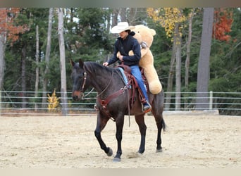American Quarter Horse, Castrone, 11 Anni, 160 cm, Baio roano