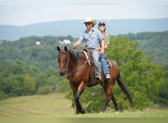 American Quarter Horse, Castrone, 11 Anni, 160 cm, Baio roano