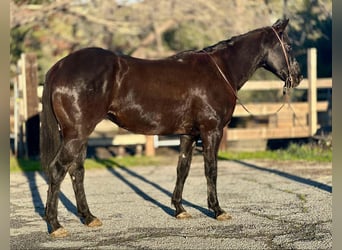 American Quarter Horse, Castrone, 11 Anni, 160 cm, Morello