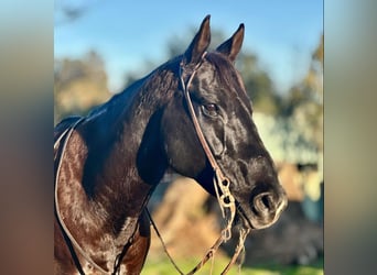 American Quarter Horse, Castrone, 11 Anni, 160 cm, Morello