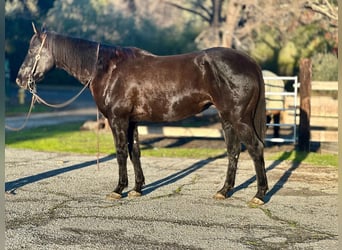 American Quarter Horse, Castrone, 11 Anni, 160 cm, Morello