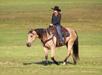 American Quarter Horse, Castrone, 11 Anni, 160 cm, Pelle di daino