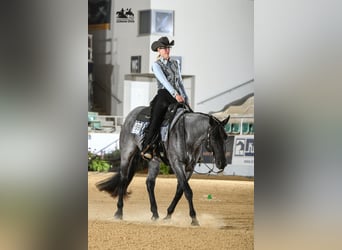 American Quarter Horse, Castrone, 11 Anni, 160 cm, Roano blu