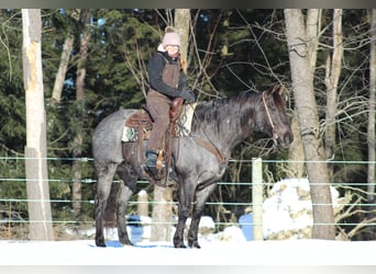 American Quarter Horse, Castrone, 11 Anni, 160 cm, Roano blu