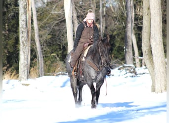 American Quarter Horse, Castrone, 11 Anni, 160 cm, Roano blu