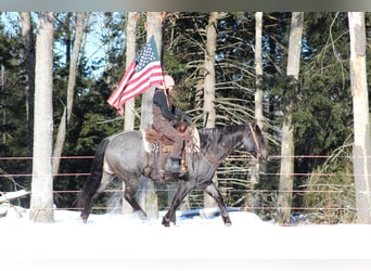 American Quarter Horse, Castrone, 11 Anni, 160 cm, Roano blu