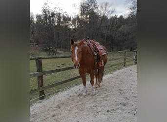 American Quarter Horse, Castrone, 11 Anni, 160 cm, Sauro