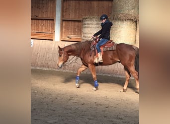 American Quarter Horse, Castrone, 11 Anni, 160 cm, Sauro
