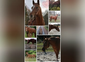 American Quarter Horse, Castrone, 11 Anni, 160 cm, Sauro