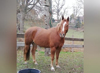 American Quarter Horse, Castrone, 11 Anni, 160 cm, Sauro