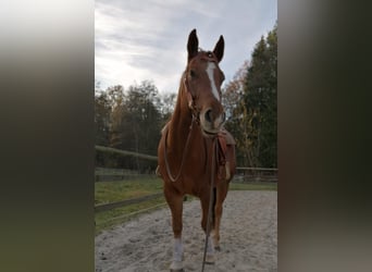 American Quarter Horse, Castrone, 11 Anni, 160 cm, Sauro