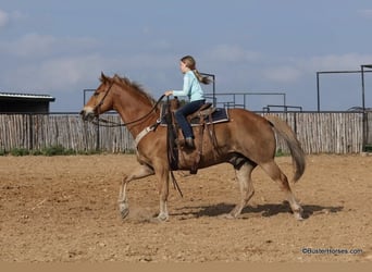 American Quarter Horse, Castrone, 11 Anni, 160 cm, Sauro ciliegia