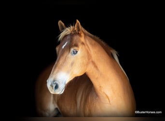 American Quarter Horse, Castrone, 11 Anni, 160 cm, Sauro ciliegia