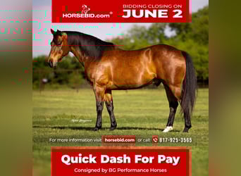 American Quarter Horse, Castrone, 11 Anni, 163 cm, Baio ciliegia