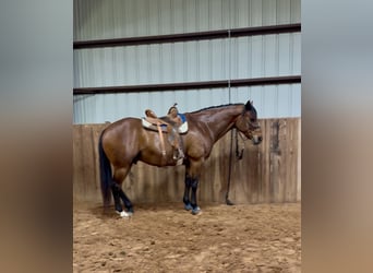 American Quarter Horse, Castrone, 11 Anni, 163 cm, Baio ciliegia