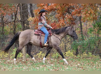 American Quarter Horse, Castrone, 11 Anni, 163 cm, Grullo