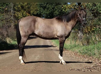 American Quarter Horse, Castrone, 11 Anni, 163 cm, Grullo