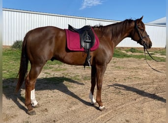 American Quarter Horse, Castrone, 11 Anni, 163 cm, Sauro ciliegia