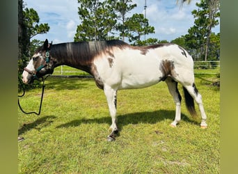 American Quarter Horse, Castrone, 11 Anni, 165 cm, Overo-tutti i colori