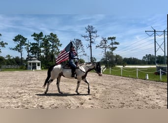 American Quarter Horse, Castrone, 11 Anni, 165 cm, Overo-tutti i colori