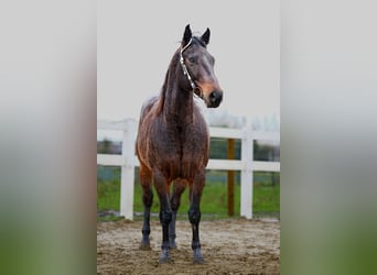 American Quarter Horse, Castrone, 11 Anni, Baio