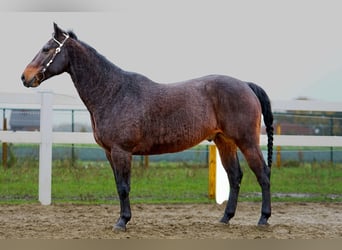 American Quarter Horse, Castrone, 11 Anni, Baio