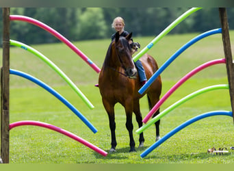 American Quarter Horse, Castrone, 11 Anni, Baio ciliegia