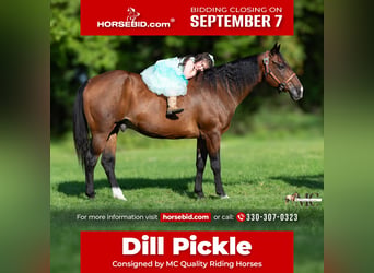 American Quarter Horse, Castrone, 11 Anni, Baio ciliegia
