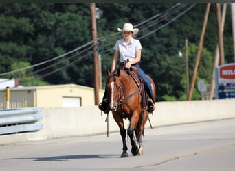 American Quarter Horse, Castrone, 11 Anni, Baio ciliegia