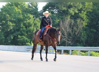American Quarter Horse, Castrone, 11 Anni, Baio ciliegia
