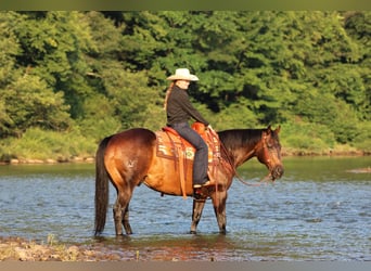 American Quarter Horse, Castrone, 11 Anni, Baio ciliegia