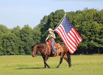 American Quarter Horse, Castrone, 11 Anni, Baio ciliegia
