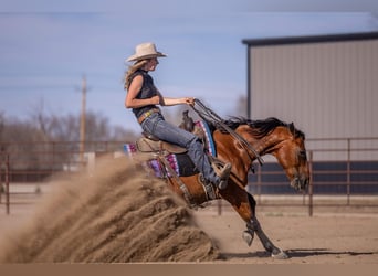 American Quarter Horse, Castrone, 11 Anni, Baio ciliegia